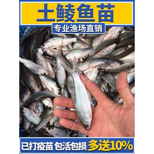 鲮鱼苗土鲮鱼苗淡水养殖麦鲮鱼苗泰鲮鱼苗可食用活体易养殖小鱼苗