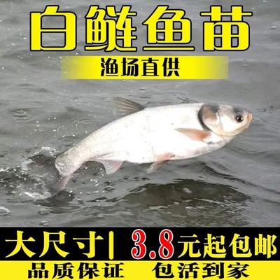 白鲢鱼苗淡水养殖食用活体小鱼苗好养冷水胖头大头鲢鳙花鲢鱼苗