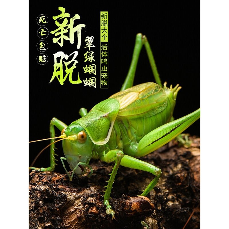 过冬蝈蝈活虫专用笼子竹编精品叫罐鸣虫饲料郝建伟铁皮叫蝈蝈食物