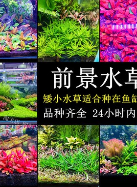 前景水草植物阴性中景草红色鱼缸草缸造景套餐无需二氧化碳无菌杯