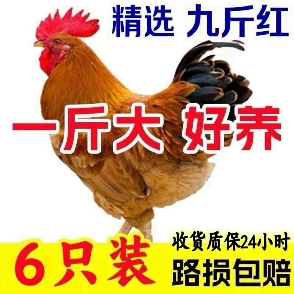 1斤九斤红大红公鸡脱温鸡幼苗活体肉鸡苗半正斤宗散养红玉鸡苗
