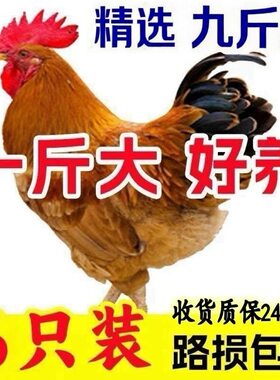 1斤九斤红大红公鸡脱温鸡幼苗活体肉鸡苗半正斤宗散养红玉鸡苗