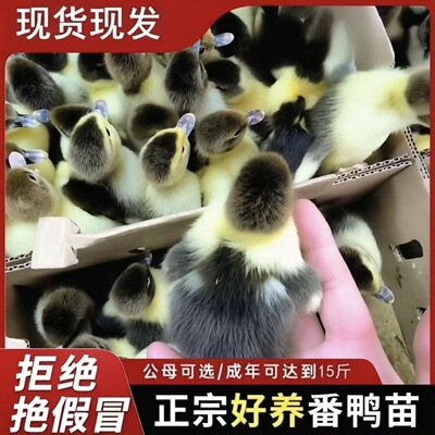 正宗大种黑番鸭活苗红头鸭西洋鸭腾鸭白番鸭产蛋鸭鸳鸯鸭旱鸭豚鸭