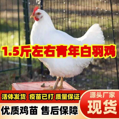纯种1.5斤高产白羽鸡活苗白来航鸡白羽公鸡活苗药引公鸡产蛋母鸡