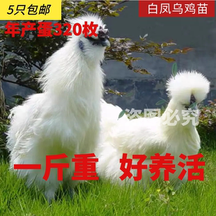 脱温白凤乌鸡活体白凤乌鸡活苗白乌鸡活苗泰和乌鸡活苗下蛋小鸡苗