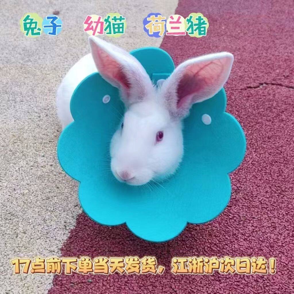 兔子伊丽莎白圈宠物防咬