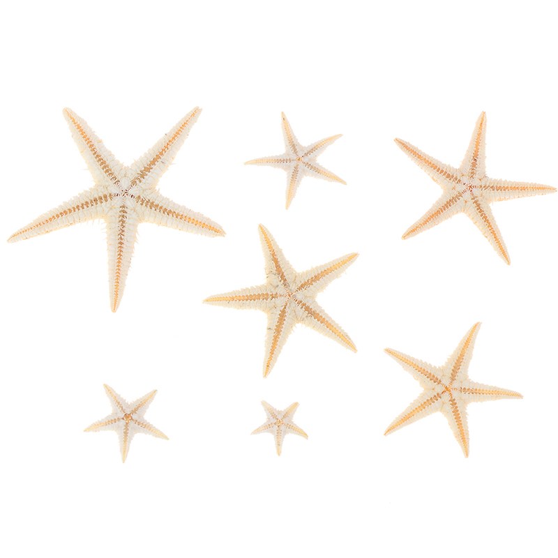 100pcsDIYBeachCot