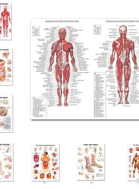 Muscular System Posters Silk Cloth Anatomy Chart Human Body