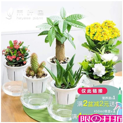 cactus small potted flower plants indoor scented real