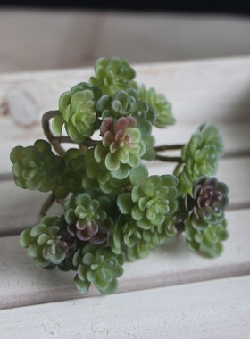 Mini Seed Succulents Seeds Succulent Rare Mixed Potted Plant