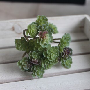 Mini Seed Succulents Seeds Succulent Rare Mixed Potted Plant