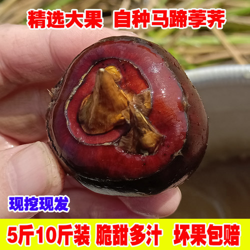 新鲜当季马蹄农家自种脆甜多汁