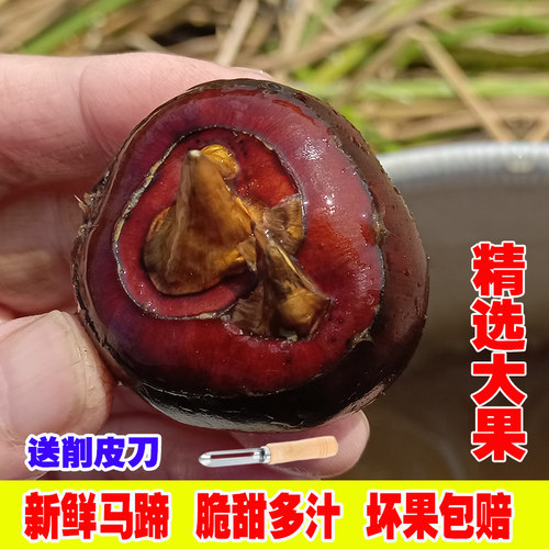 广西荔浦大果马蹄当季新鲜脆甜