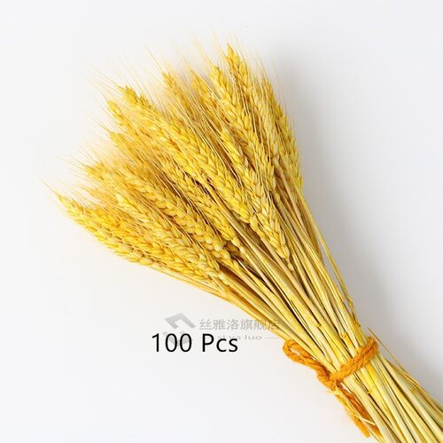 100Pcs/lot Real Wheat Ear Flower Natural Dried Flowers  Wedd
