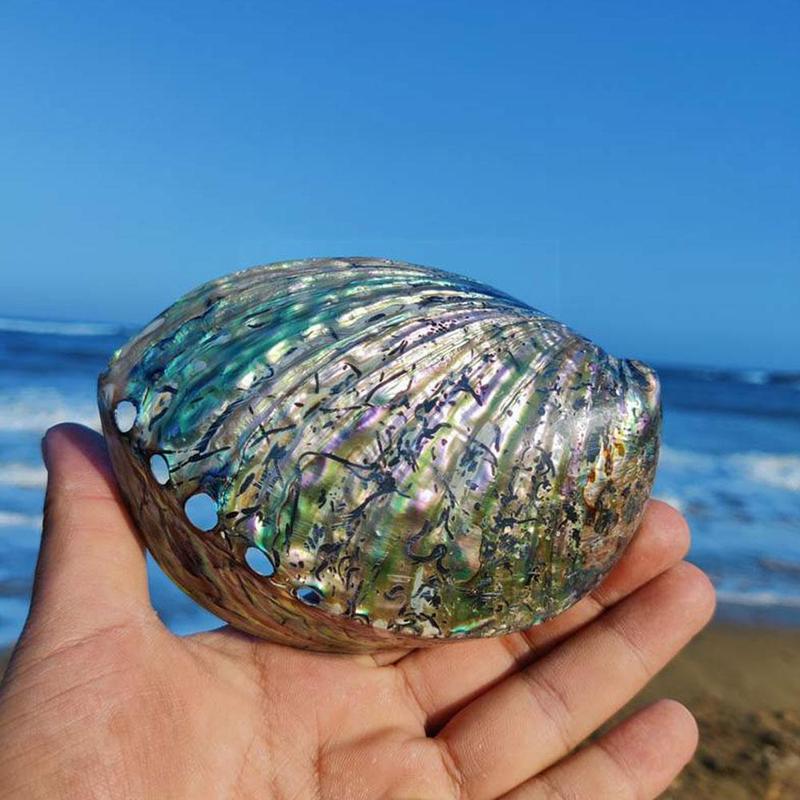 11-13cm Large Rainbow Abalone Charm Beach Sea Decoration