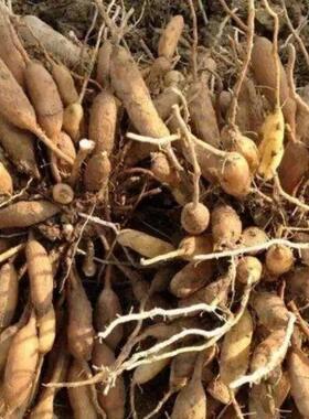 g新鲜天门 鲜天DUX冬活 生天门冬500包冬邮