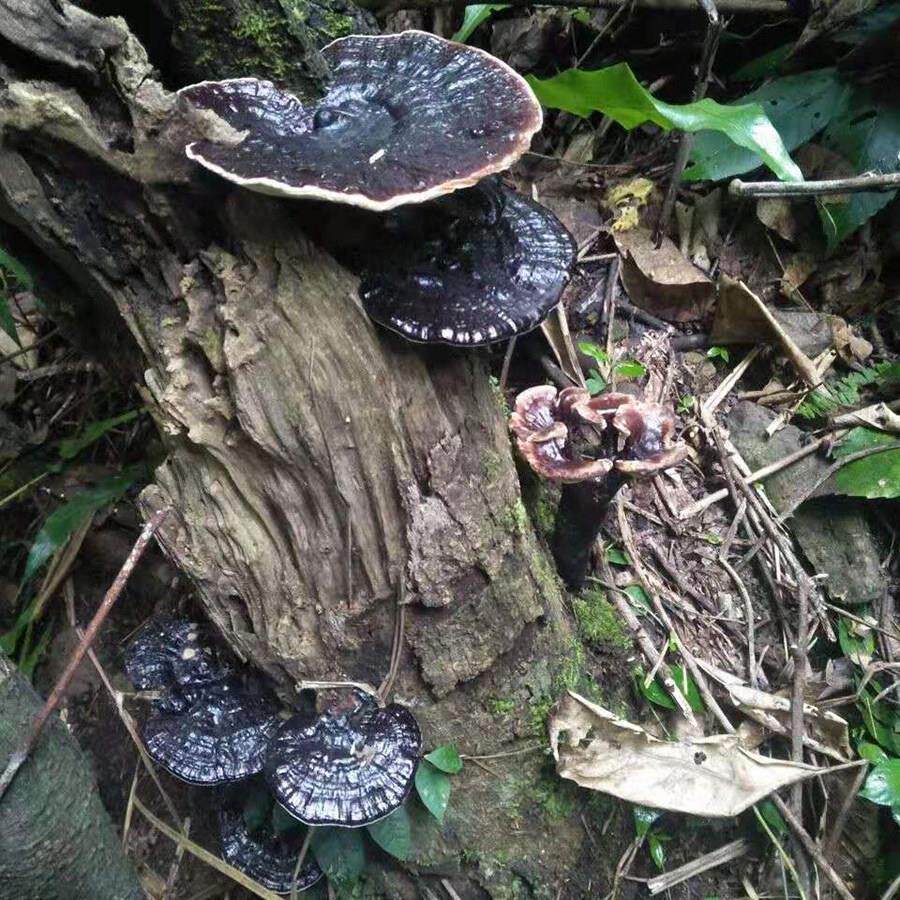 半0万野生黑灵芝50克广西十大山高山紫整枝灵NLE芝王深含孢山子粉