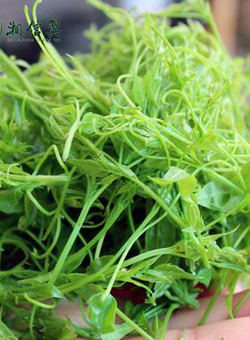 信翼茶张家界莓茶散2023年新茶张家界莓茶NJA藤湘茶装芽尖莓养生