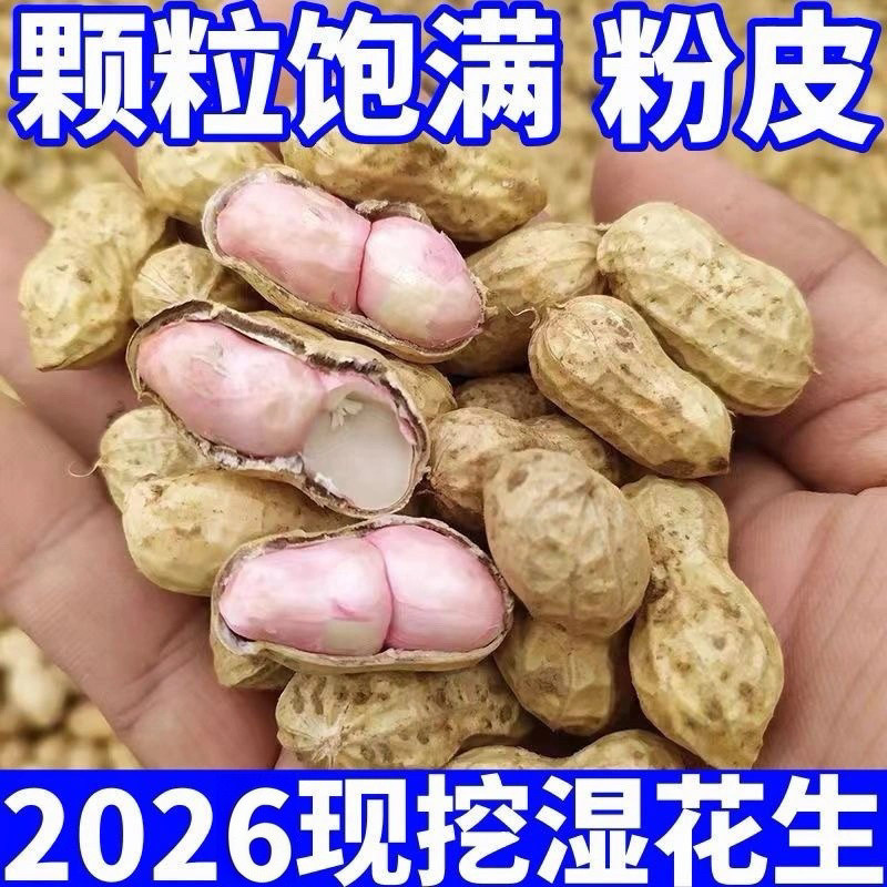 2026现挖鲜花生湿花生