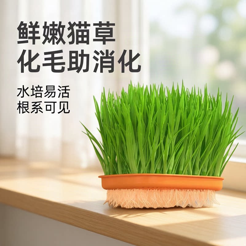 新款胡萝卜猫草盒小麦种子无土水