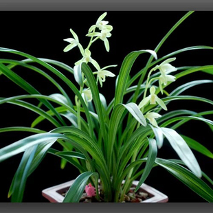 金丝马尾兰花苗四季室内盆栽青开花香