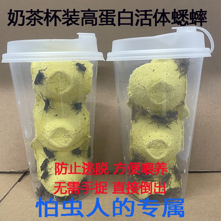 奶茶杯装无菌白蟋蟀活物爬宠饲料油葫芦蛐蛐蜥蜴守宫龟蛙营养食物