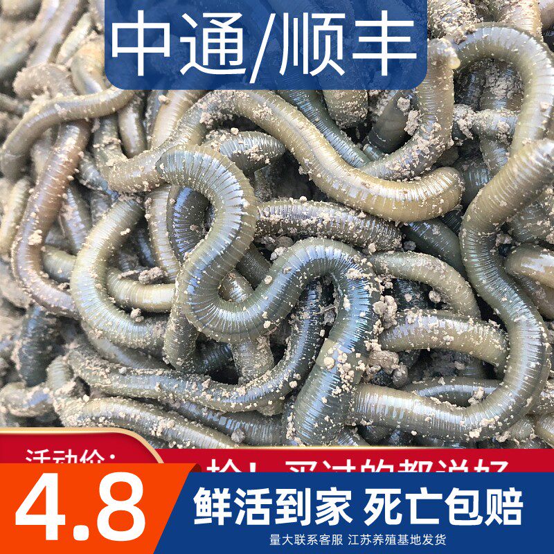 钓黄鳝诱饵鲜活黑蚯蚓活饵土蚯蚓活体青蚯蚓鳝鱼鱼饵蚯蚓黄鳝地龙