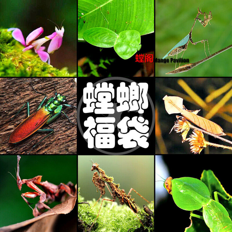 螳螂活体 宠物螳螂 昆虫活体 宠物昆虫 中华大刀兰花螳螂昆虫摄影