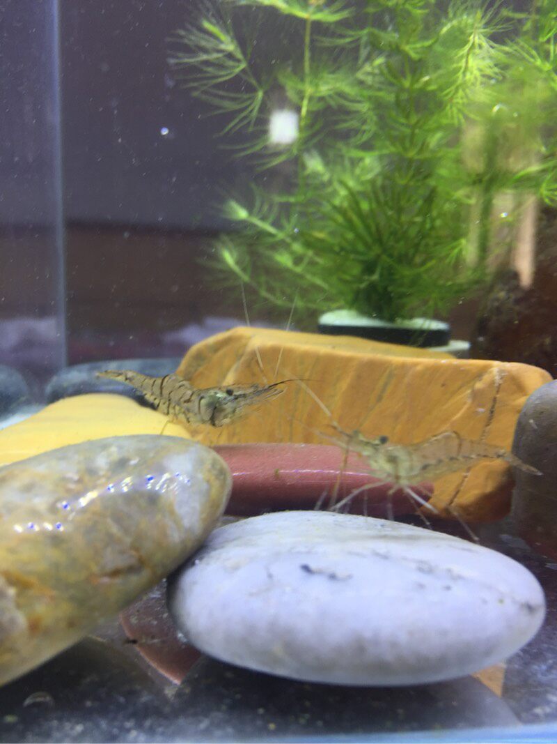 黑壳虾水族宠物活体鱼缸清洁工具观赏虾淡水冷水除藻河虾小虾米