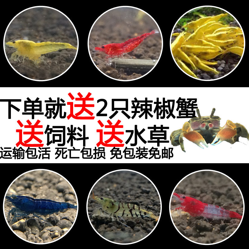 观赏虾活体除藻虾水晶虾樱花虾极火虾宠物虾工具虾活体清洁虾免邮