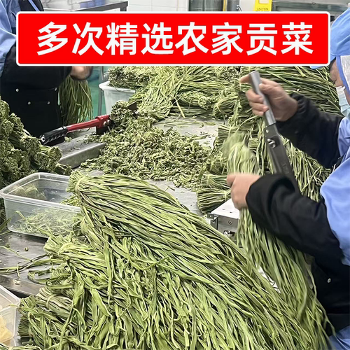 识蜀记多次精选农家贡菜8斤商用1箱云南干贡菜火锅凉拌辣卤菜食材