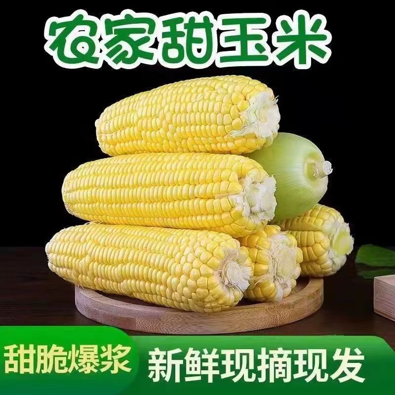 四川爆浆甜玉米新鲜现摘金水果玉米孕妇苞谷棒子即食嫩蔬菜
