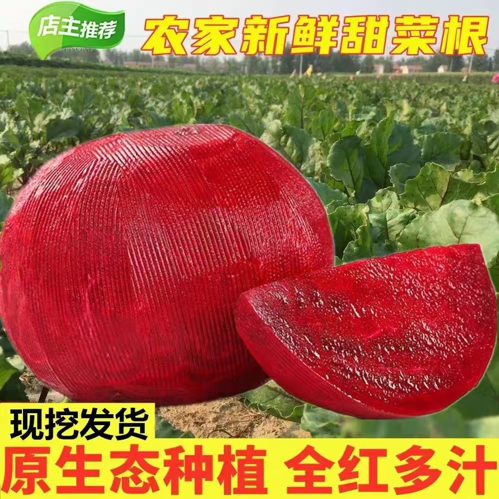 健康低糖甜菜根甜菜头5斤包邮酵素果蔬馒头辅料当季红菜头