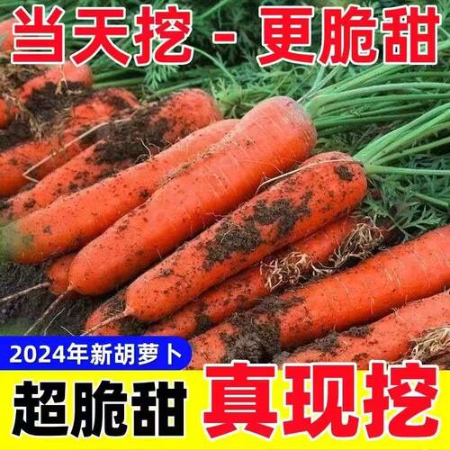 胡萝卜水果胡萝卜新鲜胡罗卜蔬菜生吃水果型脆甜宝宝辅食