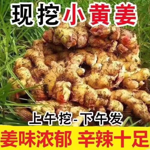 2026云南小黄姜当季新鲜生姜现挖高山沙姜老姜土姜月子姜嫩姜生姜