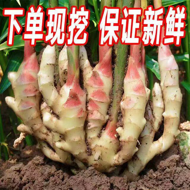 四川仔姜嫩姜新鲜嫩仔姜子姜红芽五指姜姜芽竹根姜麻柳姜泡鲜生姜