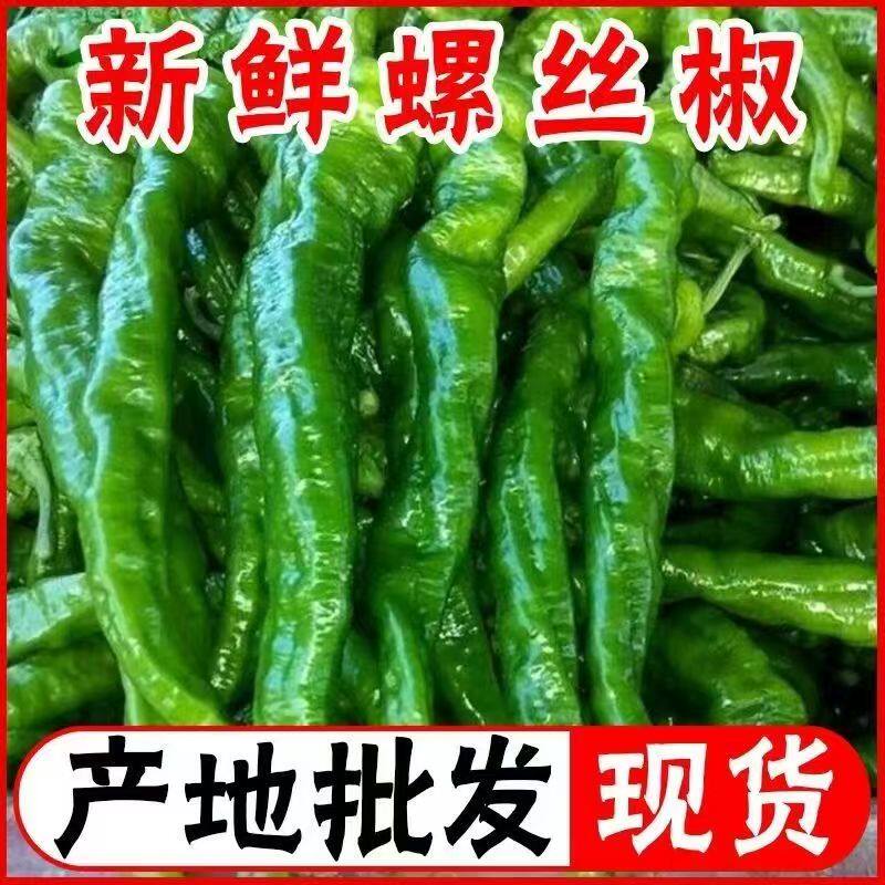 特惠新鲜螺丝椒产地直发特惠新鲜螺丝椒陇椒产地直发包邮山东