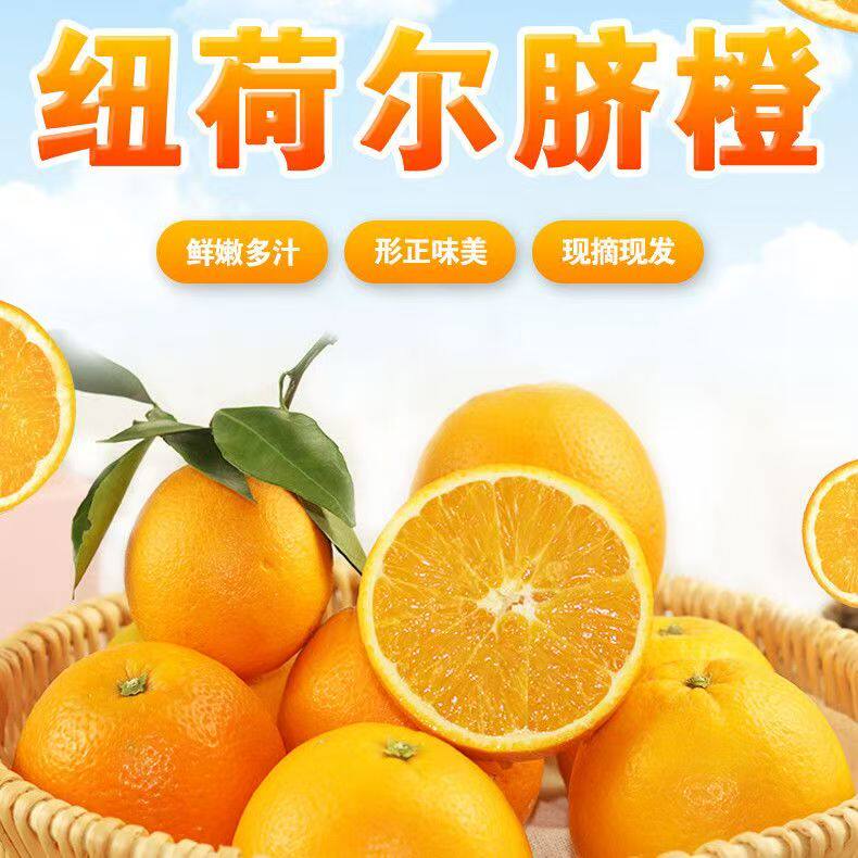 云南脐橙纽荷尔新鲜当季孕妇水果高山果冻甜橙子彩箱包邮现摘