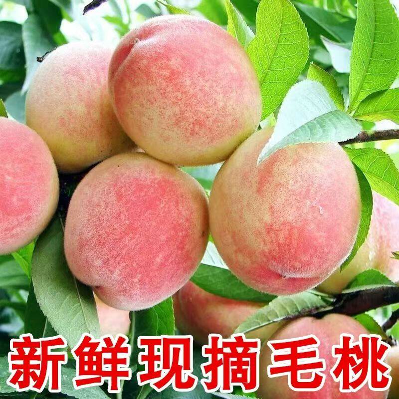 正宗农家脆甜桃子新鲜水果毛桃现摘孕妇水蜜桃整箱当季应季时令