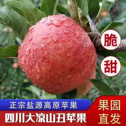 大凉山丑苹果现摘当季2026新鲜盐源苹果脆甜多汁早熟苹果整箱水果