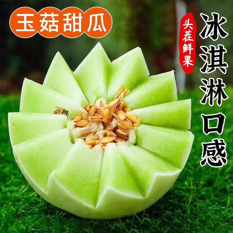 甜瓜玉菇新鲜水果整箱包邮应当季山东蜜瓜香瓜冰淇淋白瓜现摘包邮