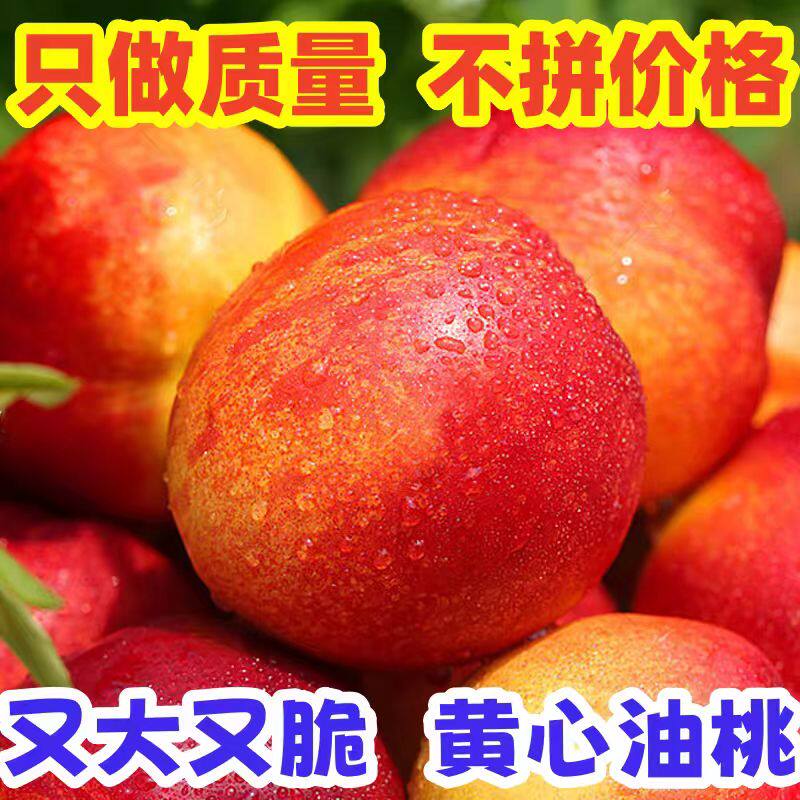 黄心油桃 湖北大桃子新鲜水果当季水密桃黄肉孕妇蜜脆桃脆甜多汁