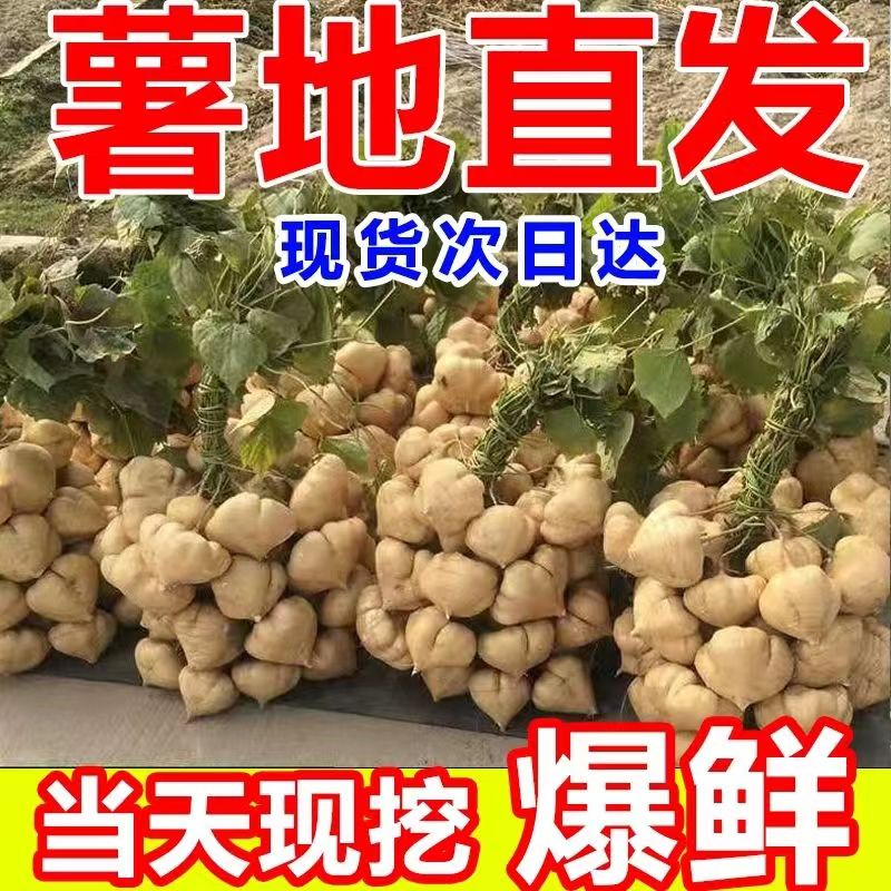 湖北农家凉薯脆甜新鲜白地爪沙葛白红薯蔬菜当季水果地萝卜大果