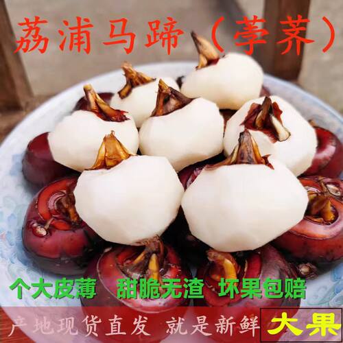 新鲜桂林荸荠马蹄5斤大果地栗地梨农家水果蔬菜红中果马蹄果现挖