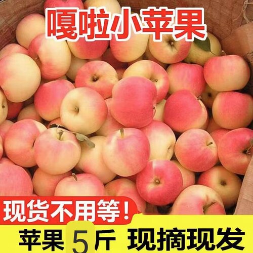 【2024正宗嘎啦苹果现货】10斤粉面嘎啦苹果水果新鲜烟台栖霞刮泥
