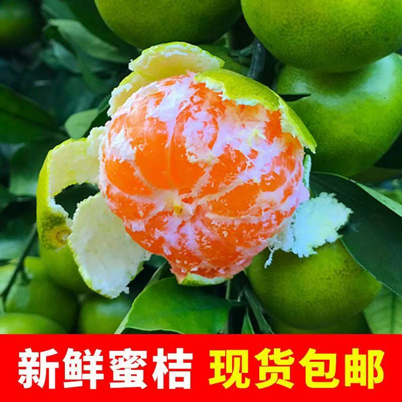 现摘云南5斤蜜桔新鲜橘子薄皮孕妇水果柑橘早熟桔子酸甜口感批发