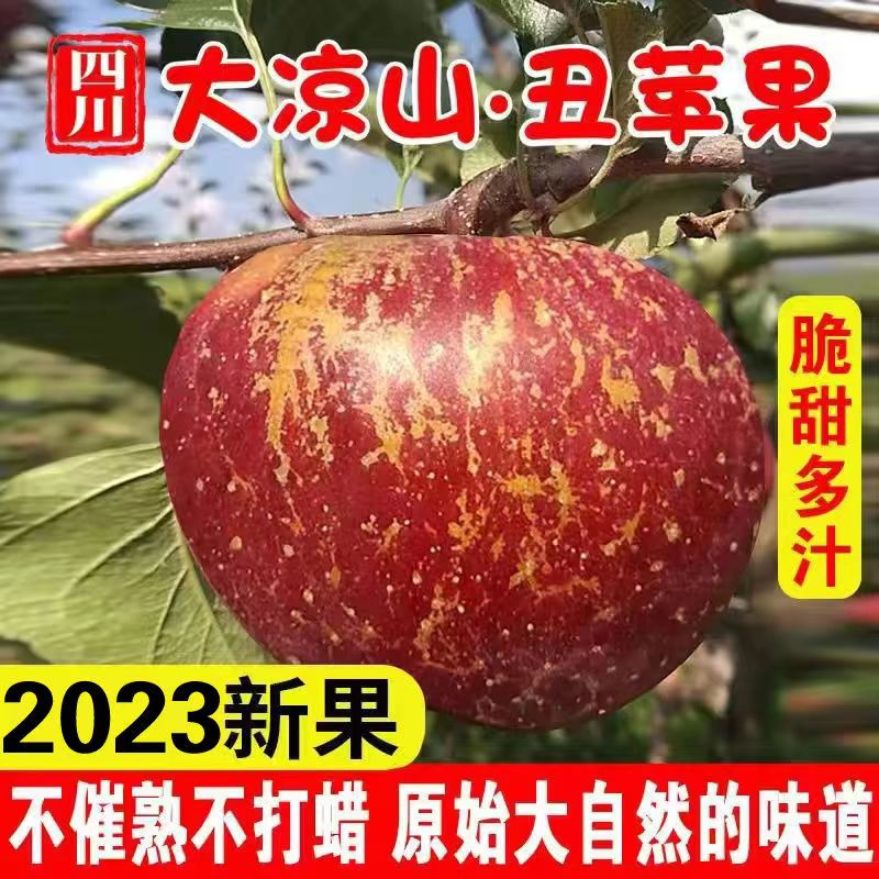 2024新鲜大凉山丑苹果5斤冰糖心苹果水果当季整箱盐源四川红富士