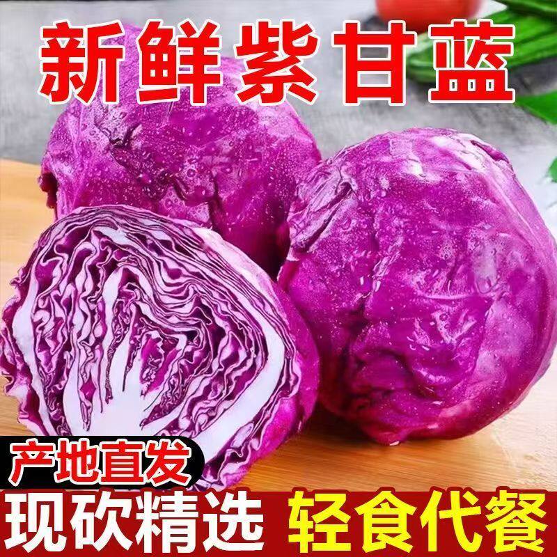 山东潍坊现摘紫甘蓝新鲜紫椰菜沙拉菜农家紫叶菜包菜紫卷心菜
