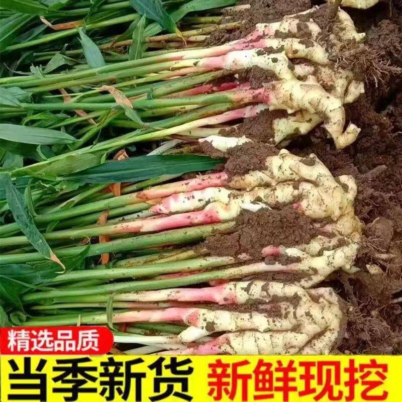 当季现挖山东红芽嫩姜牙新鲜仔姜5斤醋腌泡姜酸泡菜生姜黄姜