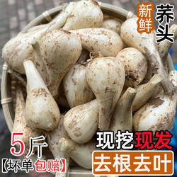新鲜荞头现挖现发茭头江西藠头农家自种藠头下饭菜叫头5斤包邮